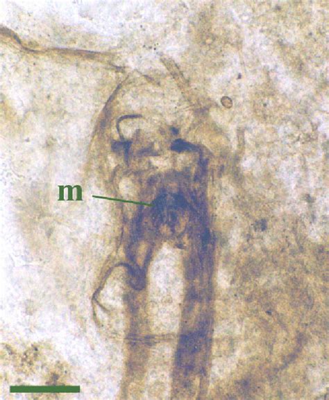 rhyniognatha|oldest insect ever found.